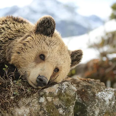 Tschuggen Grand - The Leading Of The World מלון ארוזה